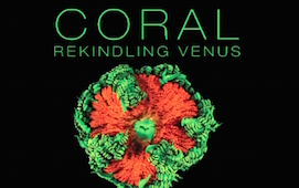 Coral Rekindling Venus